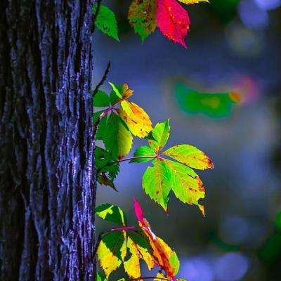 安博体育·(中国)官方网站手机app下载